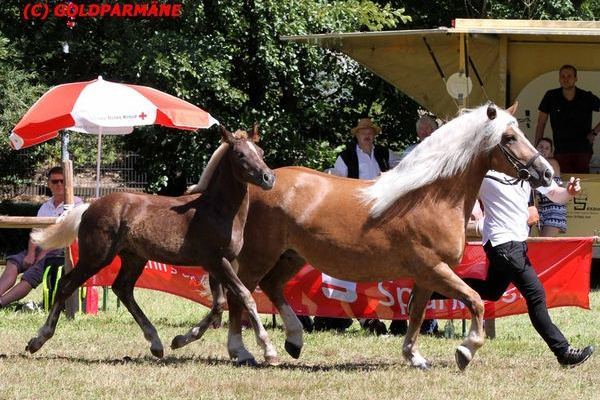 Goldfohlen Donner von Domingo Steffen Krauße 