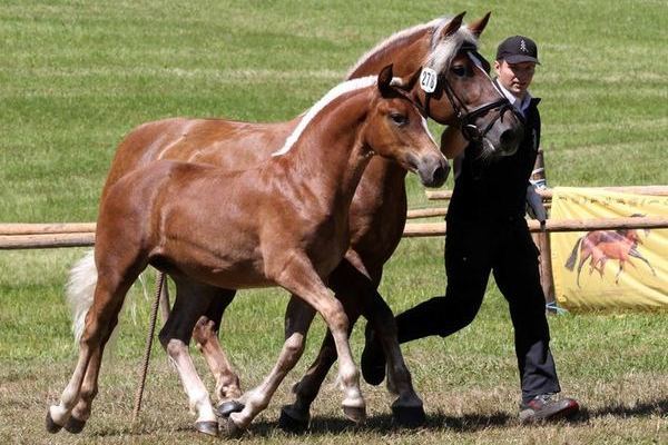 Goldfohlen Jorafina Romy von Retter Fam. Finsterwald