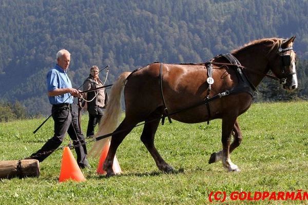 Liesa von Federsee 8,11