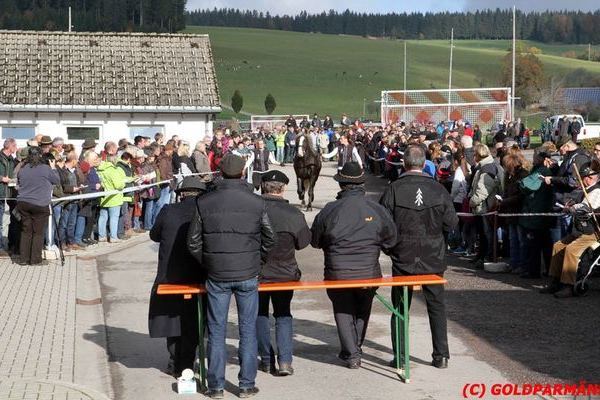 Körung 2016