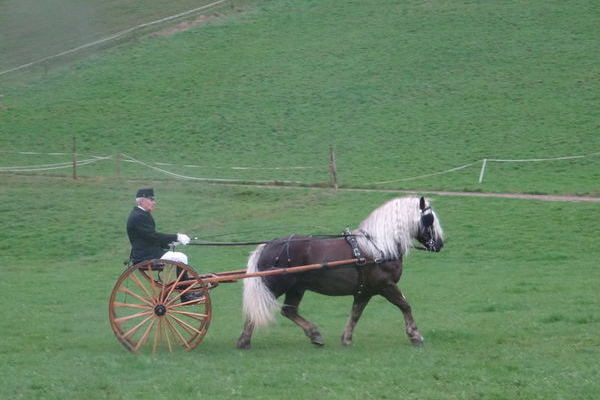 Hengst Wildbach 