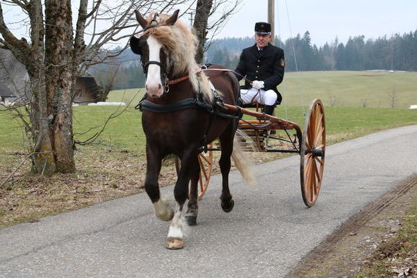 Hengst Victor von der Deckstation St.Märgen