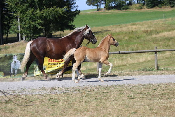 Hengstfohlen, Helmut Faller