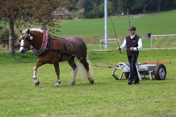 Rosalie B, 2. Reservesiegerin 3j, Markus Becherer