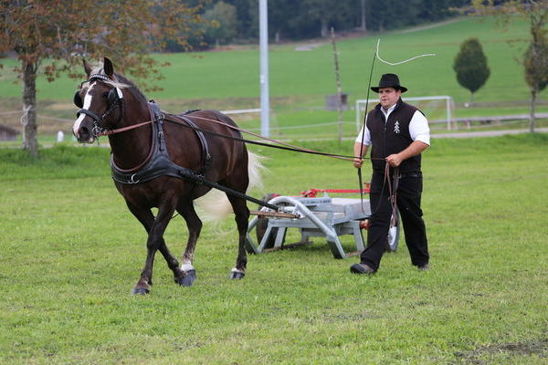 Emmi, 3j. Stuten, Willi Kuri