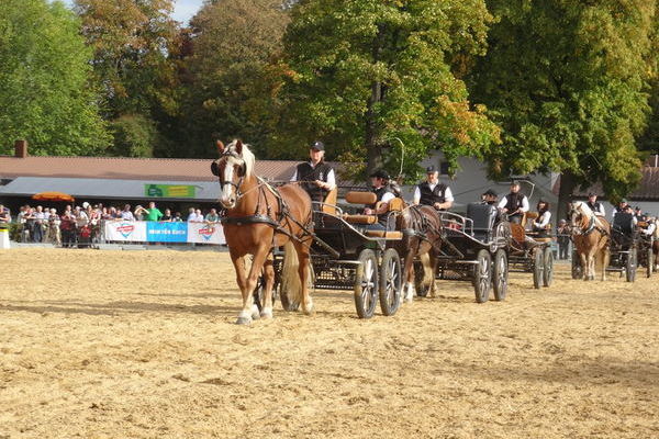 Schwarzwälder Einspännerquadrille der Schwarzwälder Pferdezuchtgenossenschaft (Foto: Silke Rombach)