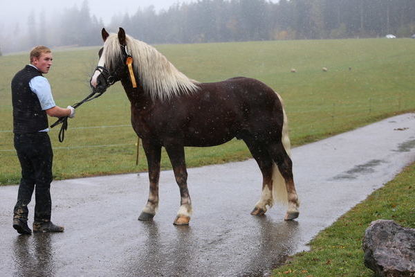 Dagobert von Donner,  Z: Familie Hug, Furtwangen, B:HuL Marbach 2. RESERVESIEGER (A.Schwär)