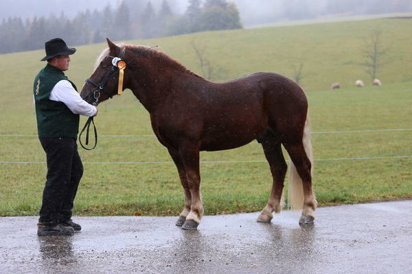 Wildenstein von Wildschütz, Z + B: Familie Singler,  gekört Schuttertal, (A.Schwär)