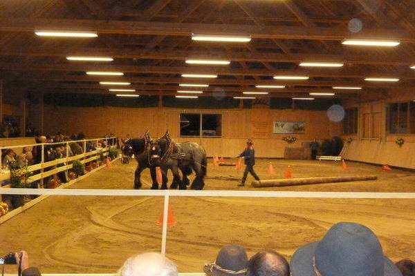 Galaabend: Volle Kraft voraus mit Anton Laux und seinen Belgischen Kaltblütern 