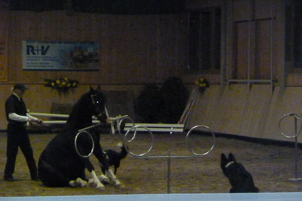 Galaabend: Ein tierisches Trio, Willi Schauberger mit seinem Tinker und den Bordercollies 