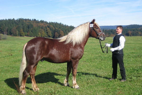 Hengst Malteser