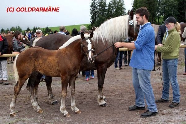 Siegerfohlen von Werner Blattert: Stute Rohana von Wildschütz 35 P.