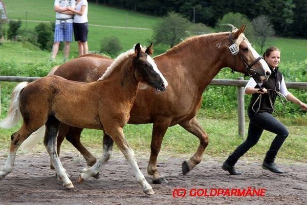 Goldfohlen von Helmut Faller: Stute von Dachs, 34,5 P.