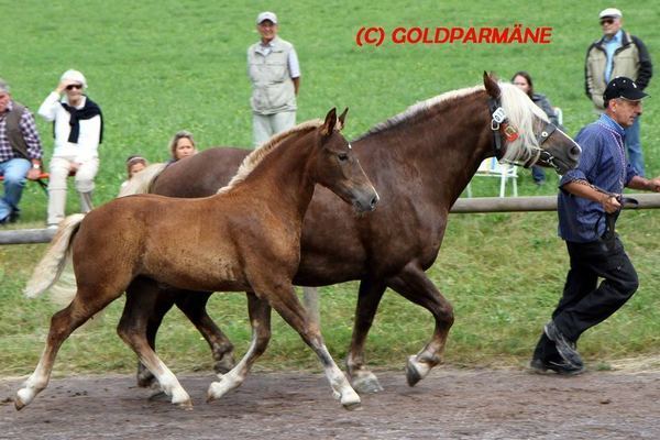 Goldfohlen von Karlheinz Reichmann: Stute Fee von Dachs, 34,5 P: