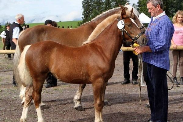 Goldfohlen von Hermann Klingele: Stute von Dachs, 34 P.