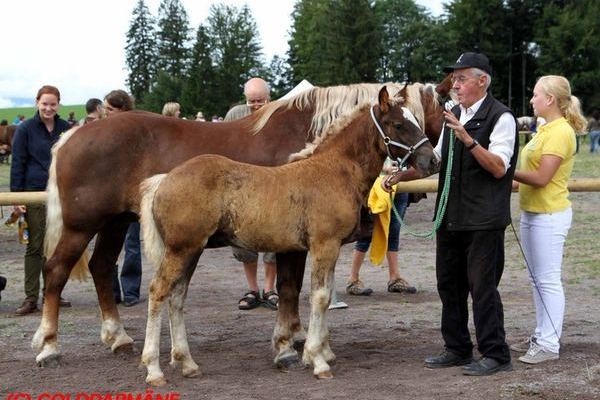 Goldfohlen von Familie Dettling: Stute Fenia von Dachs, 34 P.