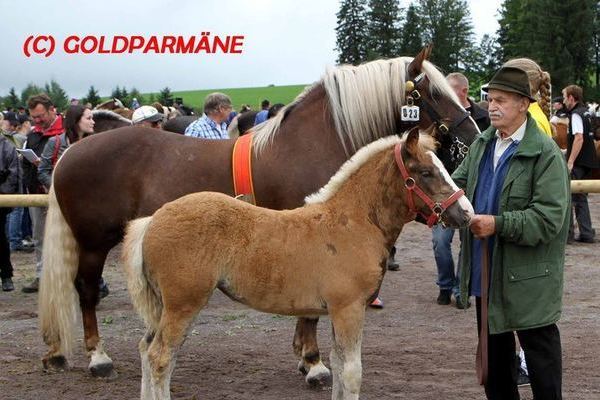 Goldfohlen von Karl Staiger: Stute von Markward, 34 P.