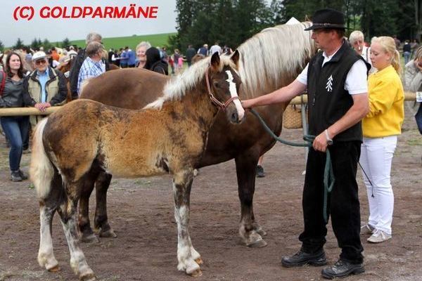 Goldfohlen von Siegfried Maier: Hengst Winnetou von Wildschütz, 34 P: