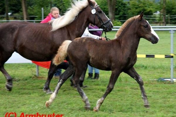 Goldfohlen Felia von Rubiniero KN 48