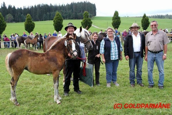 Siegerfohlen: Stute von Dachs, Familie Dettling, Niedereschach 