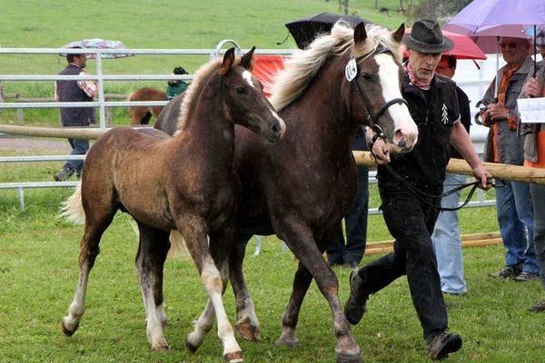 Goldfohlen: Hengst von Dachs, Luigi Sagrestano, Heiligenberg