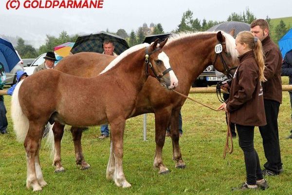 Goldfohlen: Hengst von Maitanz, Svenja Finsterwald, Salem 