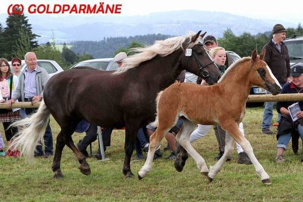 Goldfohlen: Hengst von Wildschütz, Familie Schütz, Obereschach 