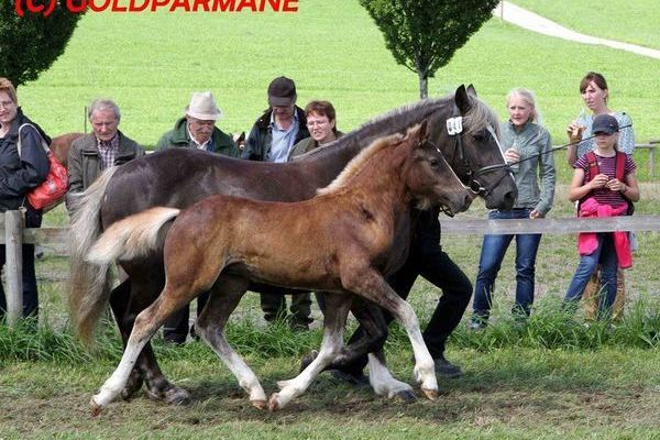 Goldfohlen: Hengst von Domingo, Werner SChultheiß, Pfullendorf