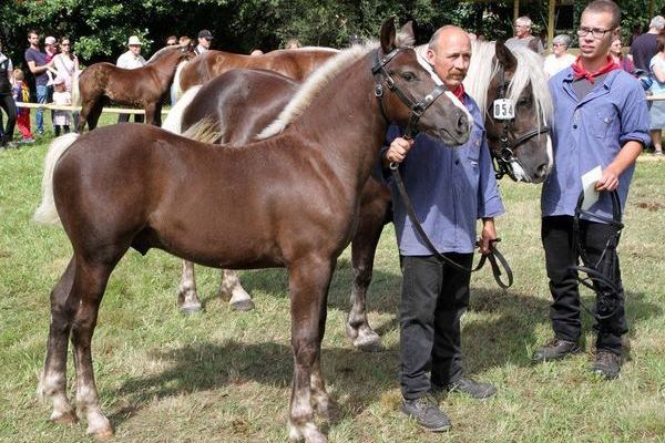 Goldfohlen: Hengst von Modigliani, Josef Allgaier, Hofstetten 