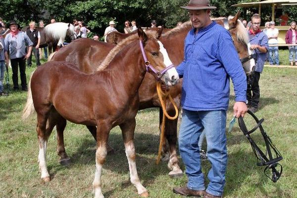 Goldfohlen: Hengst von Roßfest, Heinrich Neumaier, Hofstetten 