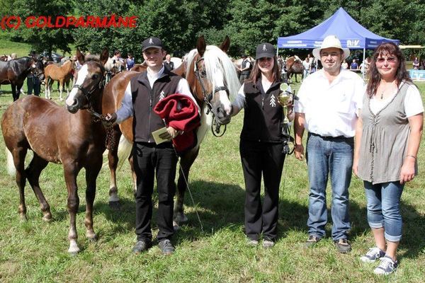 Goldfohlen : Hengst von Federsee, Mansuet Rißler, Biederbach 