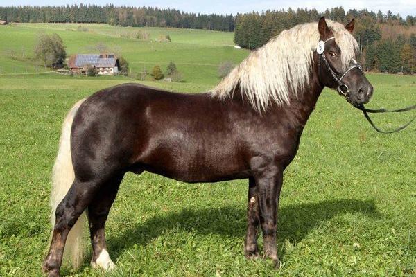 K&ouml;rsieger Donner 