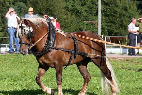 Siegerin der 3jährigen Stuten, Kimba, Heiko Kohlhause, Wetter