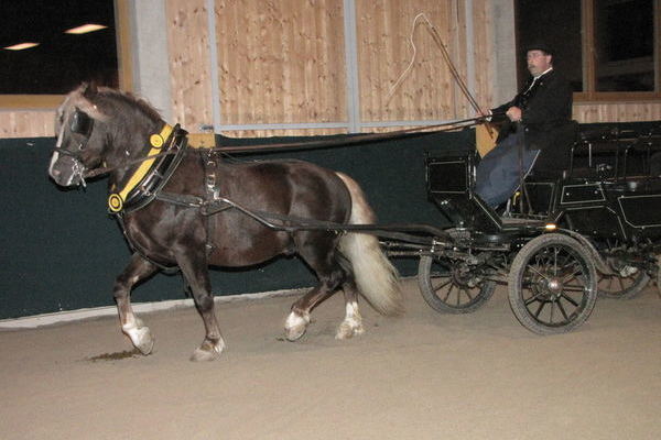 Hengst Dachs mit der Junghengstprämie und Besitzer Christan Ott